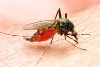 Foto: Ilustrasi Malaria. (AP Photo)