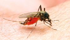 Foto: Ilustrasi Malaria. (AP Photo)