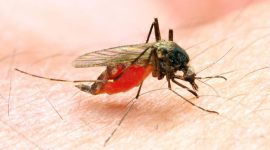 Foto: Ilustrasi Malaria. (AP Photo)