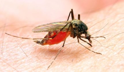 Ilustrasi malaria akibat gigitan nyamuk Anopheles yang menyebabkan infeksi parasit Plasmodium pada manusia.