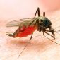 Foto: Ilustrasi Malaria. (AP Photo)