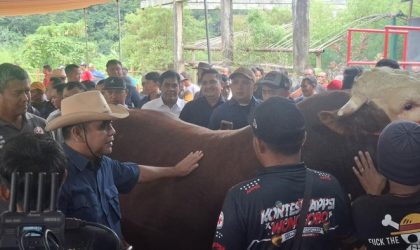 Ketua Ahmad Muzani membuka Kontes Sapi APPSI di Wonosobo menjelang Hari Raya Idul Adha