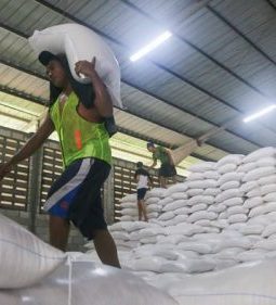 Stok Beras Aman 15 Bulan Hadapi El Nino