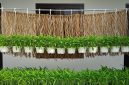 Berbagai ide kebun kangkung gantung yang memanfaatkan ruang vertikal di halaman rumah sempit.