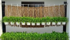 Berbagai ide kebun kangkung gantung yang memanfaatkan ruang vertikal di halaman rumah sempit.