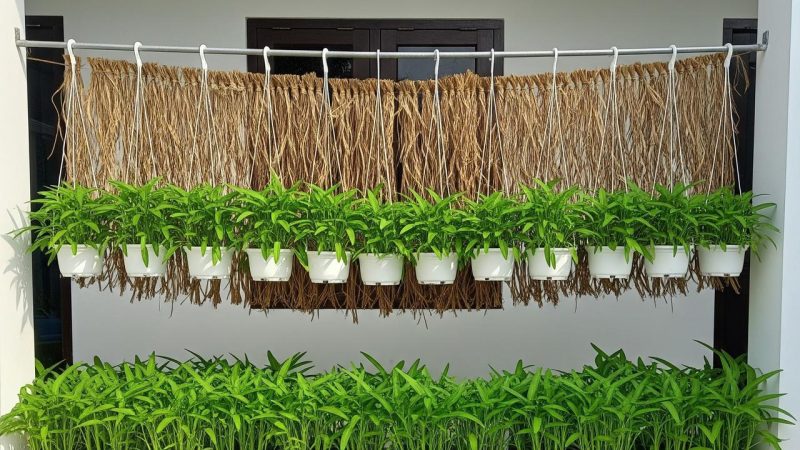 Berbagai ide kebun kangkung gantung yang memanfaatkan ruang vertikal di halaman rumah sempit.