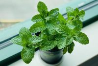 Ilustrasi daun mint. (Photo by Eleonor Chen on Unsplash)