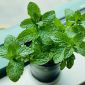 Ilustrasi daun mint. (Photo by Eleonor Chen on Unsplash)