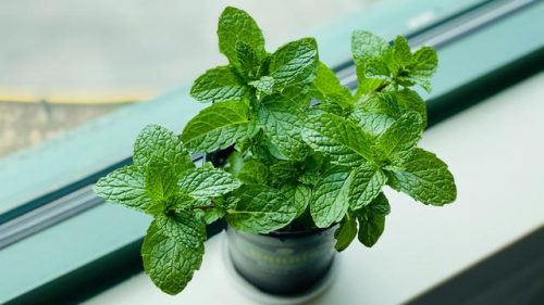 Ilustrasi daun mint. (Photo by Eleonor Chen on Unsplash)