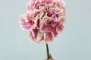 Anyelir berbunga cantik dengan warna cerah.