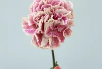 Anyelir berbunga cantik dengan warna cerah.