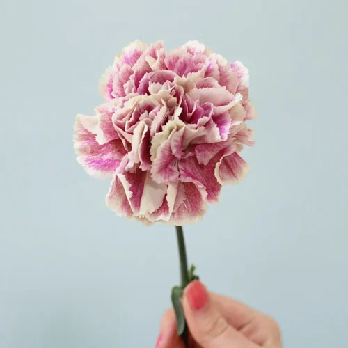 Anyelir berbunga cantik dengan warna cerah.