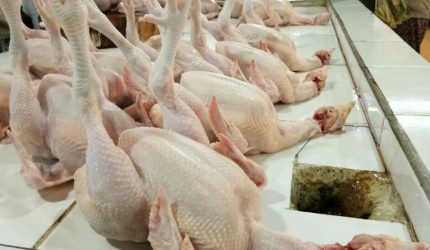 Harga Daging ayam ras di pasar tradisional yang menjadi salah satu penyumbang inflasi di Sumatera Barat.