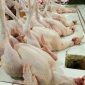 Ilustrasi daging ayam  sebagai salah satu komoditas yang memengaruhi inflasi di Sumatera Barat.