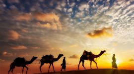 Ilustrasi kisah sahabat menyembelih unta tamu Rasulullah SAW. Foto: (Thinkstock)