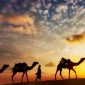Ilustrasi kisah sahabat menyembelih unta tamu Rasulullah SAW. Foto: (Thinkstock)