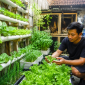 Kebun sayur di lahan sempit  sistem hidroponik sebagai contoh agribisnis rumahan yang produktif. (Foto AI)