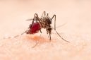 Ilustrasi nyamuk. IDAI mengingatkan masyarakat untuk waspada karena kasus malaria knowlesi meningkat di Indonesia, dengan Aceh sebagai wilayah tertinggi (Freepik/jcomp)