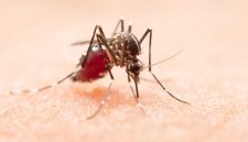Ilustrasi nyamuk. IDAI mengingatkan masyarakat untuk waspada karena kasus malaria knowlesi meningkat di Indonesia, dengan Aceh sebagai wilayah tertinggi (Freepik/jcomp)