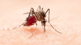 Ilustrasi nyamuk. IDAI mengingatkan masyarakat untuk waspada karena kasus malaria knowlesi meningkat di Indonesia, dengan Aceh sebagai wilayah tertinggi (Freepik/jcomp)