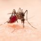 Ilustrasi nyamuk. IDAI mengingatkan masyarakat untuk waspada karena kasus malaria knowlesi meningkat di Indonesia, dengan Aceh sebagai wilayah tertinggi (Freepik/jcomp)