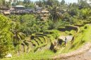 Pemandangan Ubud Bali dengan sawah terasering dan suasana desa yang asri