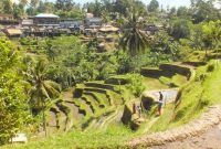 Pemandangan Ubud Bali dengan sawah terasering dan suasana desa yang asri