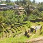 Pemandangan Ubud Bali dengan sawah terasering dan suasana desa yang asri