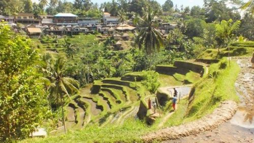 Pemandangan Ubud Bali dengan sawah terasering dan suasana desa yang asri