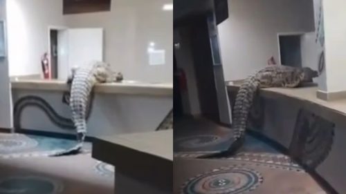 Buaya jumbo masuk hotel (Daily Mail)