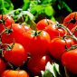 Tanaman tomat tumbuh subur dan menghasilkan buah segar. ( Foto fixabay)