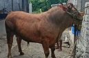 Ilustrasi  sapi kurban Presiden ke Masjid Raya Sungai Penuh