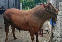 Ilustrasi  sapi kurban Presiden ke Masjid Raya Sungai Penuh