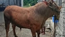 Ilustrasi  sapi kurban Presiden ke Masjid Raya Sungai Penuh