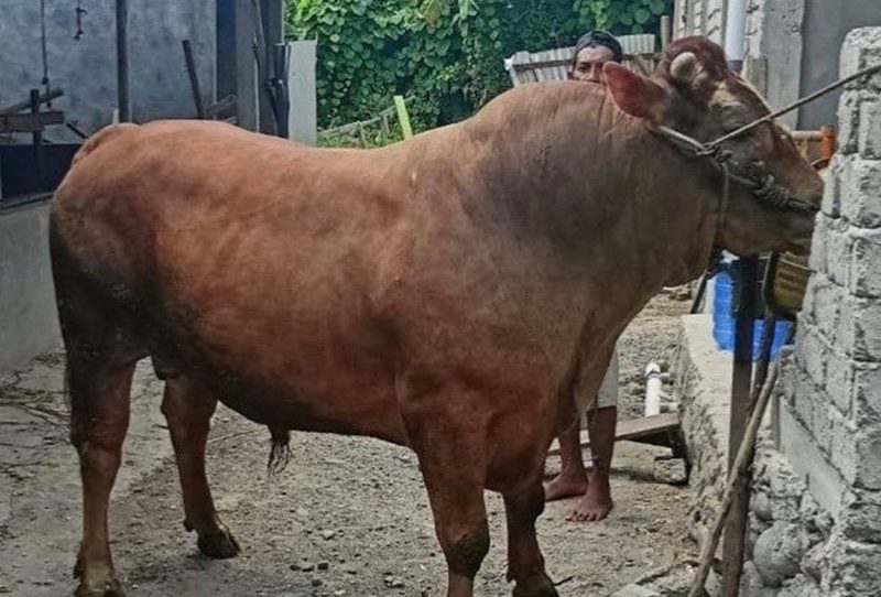 Ilustrasi  sapi kurban Presiden ke Masjid Raya Sungai Penuh
