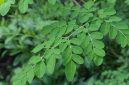 Ilustrasi biji kelor (moringa) yang digunakan dalam penelitian sebagai bahan alami untuk menyaring mikroplastik dari air minum, menunjukkan potensi solusi ramah lingkungan dalam pengolahan air bersih.
