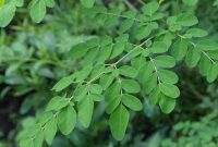 Ilustrasi biji kelor (moringa) yang digunakan dalam penelitian sebagai bahan alami untuk menyaring mikroplastik dari air minum, menunjukkan potensi solusi ramah lingkungan dalam pengolahan air bersih.