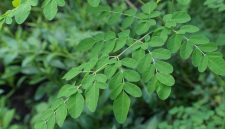Ilustrasi biji kelor (moringa) yang digunakan dalam penelitian sebagai bahan alami untuk menyaring mikroplastik dari air minum, menunjukkan potensi solusi ramah lingkungan dalam pengolahan air bersih.