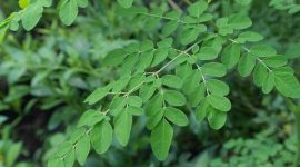 Ilustrasi biji kelor (moringa) yang digunakan dalam penelitian sebagai bahan alami untuk menyaring mikroplastik dari air minum, menunjukkan potensi solusi ramah lingkungan dalam pengolahan air bersih.