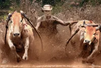 Festival Tradisional Kerapan Sapi asal Madura (foto: Pexels.com)