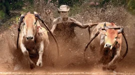 Festival Tradisional Kerapan Sapi asal Madura (foto: Pexels.com)