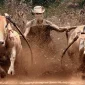 Festival Tradisional Kerapan Sapi asal Madura (foto: Pexels.com)