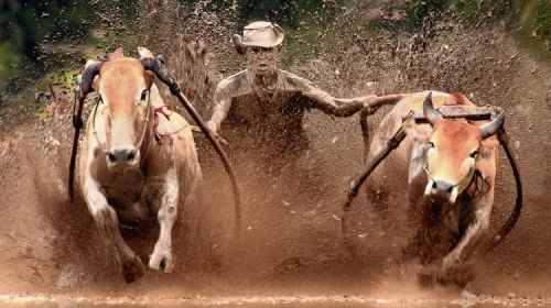 Festival Tradisional Kerapan Sapi asal Madura (foto: Pexels.com)