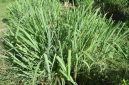 Daun sereh segar yang dikenal memiliki berbagai manfaat untuk kesehatan tubuh