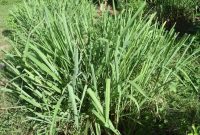 Daun sereh segar yang dikenal memiliki berbagai manfaat untuk kesehatan tubuh