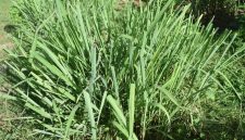 Daun sereh segar yang dikenal memiliki berbagai manfaat untuk kesehatan tubuh