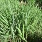 Daun sereh segar yang dikenal memiliki berbagai manfaat untuk kesehatan tubuh