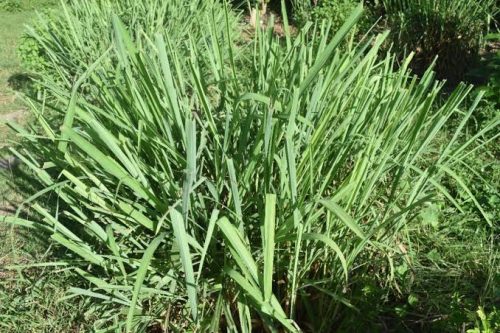Daun sereh segar yang dikenal memiliki berbagai manfaat untuk kesehatan tubuh
