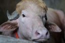 Penampakan kerbau albino 'Donald Trump' di Bangladesh. Foto: REUTERS/Mohammad Ponir Hossain)