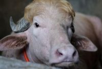 Penampakan kerbau albino 'Donald Trump' di Bangladesh. Foto: REUTERS/Mohammad Ponir Hossain)